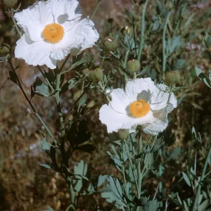 Argemone