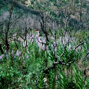 Sespe