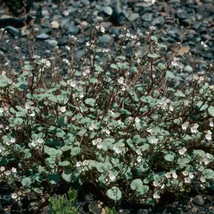 Phacelia longipes