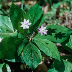 Trientalis latifolia, Starflower, Lopez Canyon
