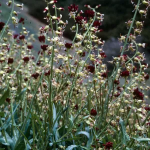 Caulanthus - bc, West of McKittrich