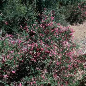Chaparral Pea