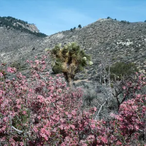Walker Pass