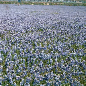 S Maria ? (Lupine)