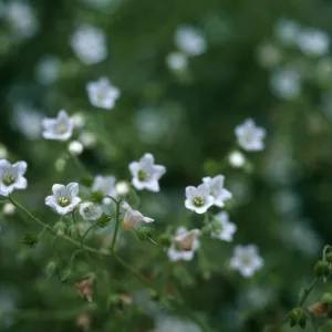 Ellisia, Lopez Canyon
