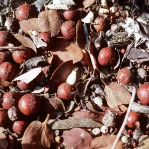 Fr[uit], Arctostaphylos glauca