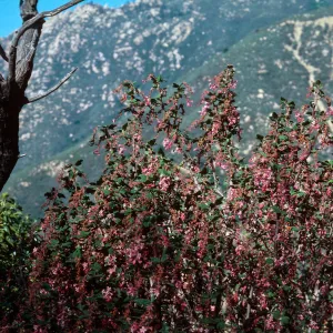 Ribes (Currant, Gooseberry )