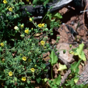 Emmenanthe