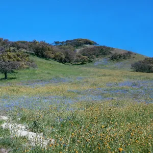 Figueroa Mountain