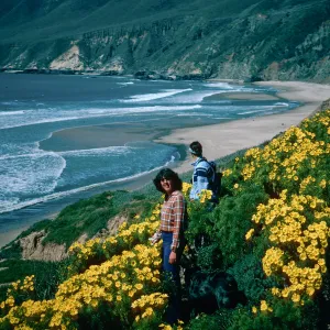 Coreopsis, Point Sal