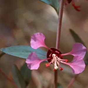 Clarkia elegans