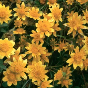Goldfields