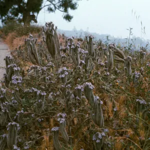 Phacelia cicutaria v. hubbyi