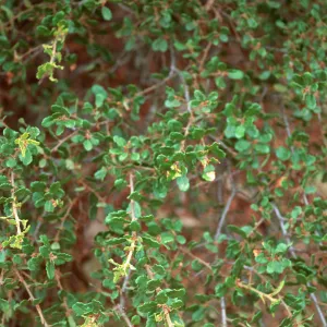 Quercus dumosa