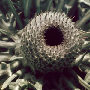 Thistle, Cambria