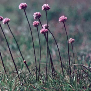 Armeria, Cambria