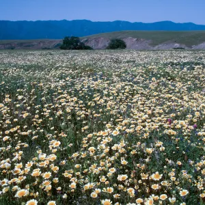 Layia platyglossa, Tidy Tips, Cottonwood