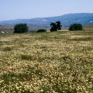 Layia platyglossa, Tidy Tips, Cottonwood