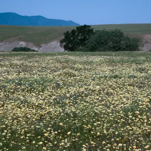 Layia platyglossa, Tidy Tips, Cottonwood