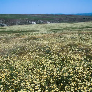 Layia platyglossa, Tidy Tips, Cottonwood