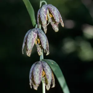 Fritillaria ojaiensis, Ojai Fritillary, Santa Rita Road