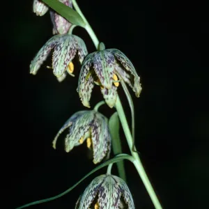 Fritillaria ojaiensis, Ojai Fritillary, Santa Rita Road