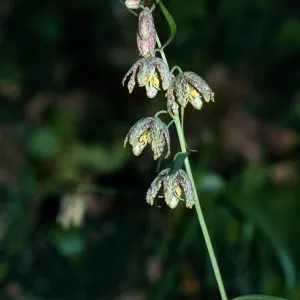 Fritillaria ojaiensis, Ojai Fritillary, Santa Rita Road