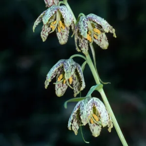 Fritillaria ojaiensis, Ojai Fritillary, Santa Rita Road