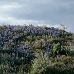 Lupinus benthamii, Spider Lupine