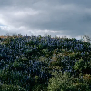 Lupinus benthamii, Spider Lupine, Hiway 166, Cuyama