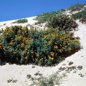 Golden Yarrow, Guadalupe, Nipomo