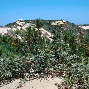 Yarrow, Guadalupe