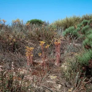 Dudleya (liveforevers)