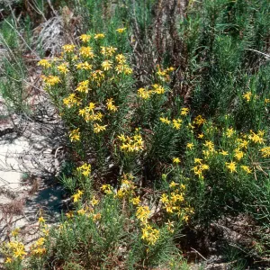 Senecio, Guadalupe