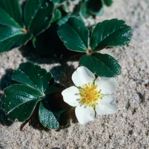 Guadalupe Dunes