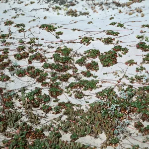 Fragaria - Guadalupe