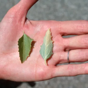 Atriplex rosea leaves