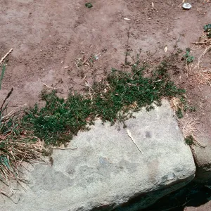 Apium leptophyllum, Anacapa at Anapamu St., Santa Barbara