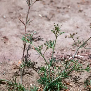 Apium leptophyllum