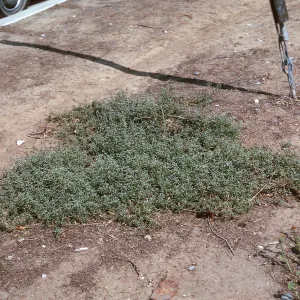 Atriplex semibaccata
