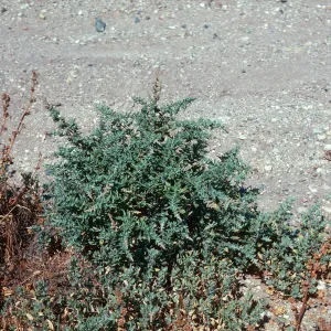 Atriplex serenana