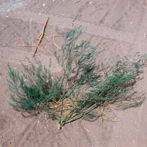 Asparagus