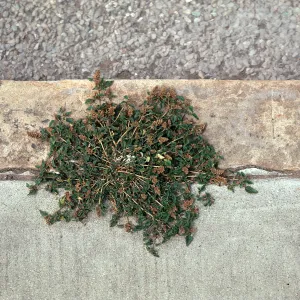 Amaranthus deflexus