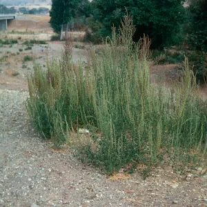 Amaranthus