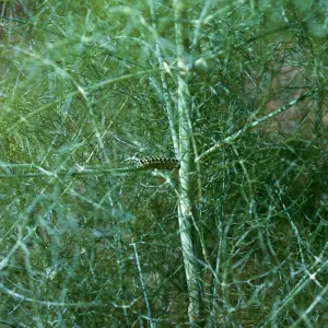 Anise, caterpillar