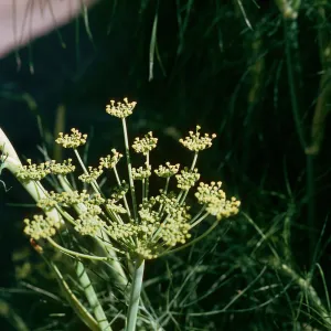 Anise