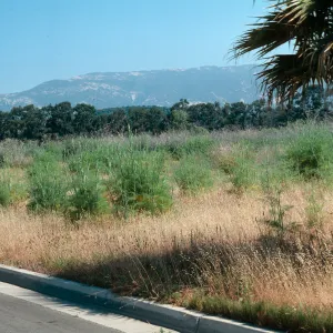 Anise, Goleta
