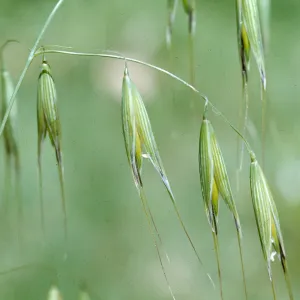 Avena fatua c