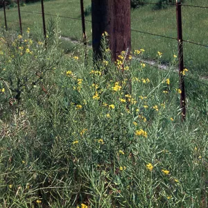 Brassica campestris