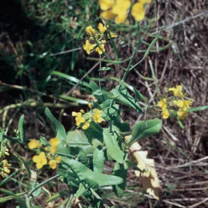 Brassica campestris